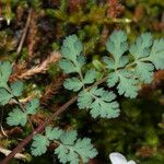 Lomatium martindalei ᱥᱟᱠᱟᱢ