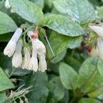 Symphytum grandiflorumFlower