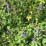 Nepeta grandiflora Hoja