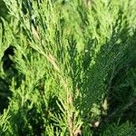 Juniperus sabina Liść