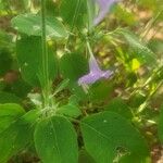 Ruellia prostrata Лист