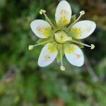 Saxifraga bryoides Fleur
