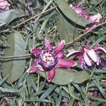 Passiflora laurifolia Blüte