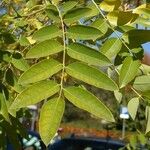 Sophora japonica Folha