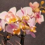 Phalaenopsis amabilis Altres