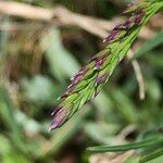 Poa cenisia Fruchs