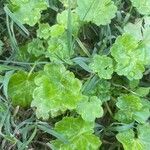 Hydrocotyle sibthorpioides Leaf