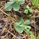 Potentilla anglica Листок