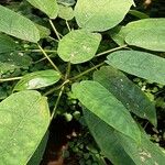 Rhododendron auriculatum Hoja