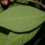 Chrysochlamys glauca Hoja