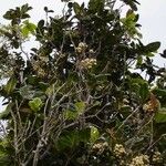 Syzygium bullatum Hábito