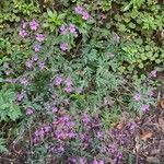 Geranium palmatum Flower
