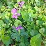 Viola sororia Fiore