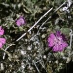 Allionia incarnata Habit