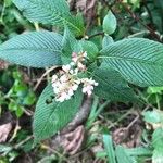 Persicaria campanulata Flower