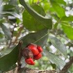 Guarea macrophylla Fruit