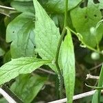 Lapsana communis Blatt