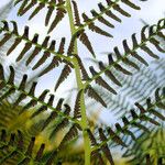 Athyrium filix-femina Frukt