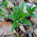 Mercurialis perennis Foglia