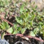 Patellifolia procumbens Blatt