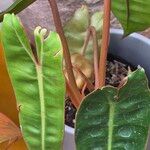 Philodendron billietiae Leaf