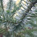 Araucaria angustifolia Hoja