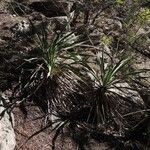 Yucca rupicola Хабит