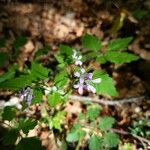 Cardamine chelidonia Blüte