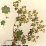 Alchemilla fissa Habitus