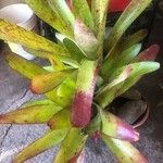 Neoregelia farinosa Fuelha