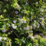 Brunfelsia pauciflora Yeri