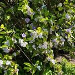 Brunfelsia pauciflora Habit