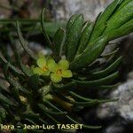 Thymelaea calycina Flower