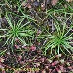 Isoetes histrix Habitus