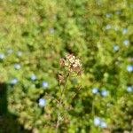 Capsella rubella 花