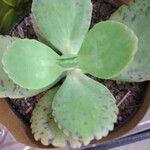 Kalanchoe marmorata Blad