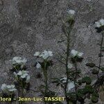 Cardamine plumieri Libunga
