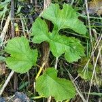 Heracleum sibiricumFolio