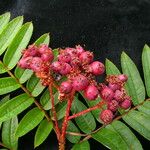 Sorbus himalaica Habitus