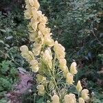 Aconitum anthora L.Квітка