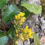 Mahonia aquifolium Blüte