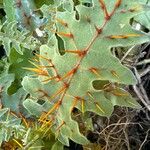 Solanum pyracanthos Blatt