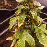 Cannabis indica Leht