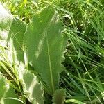 Verbascum phlomoides Φύλλο