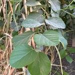 Cordia myxa Leaf