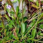 Polygala amarella Folio