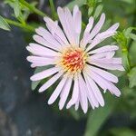 Symphyotrichum novi-belgii Blomst