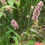 Persicaria maculosaफूल