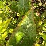 Diervilla sessilifolia Leaf