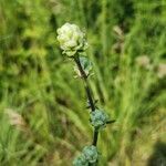 Liatris asperaFlower